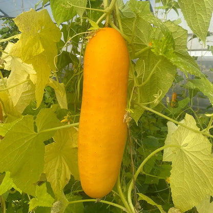 CONCOMBRE GELE TROS AB 