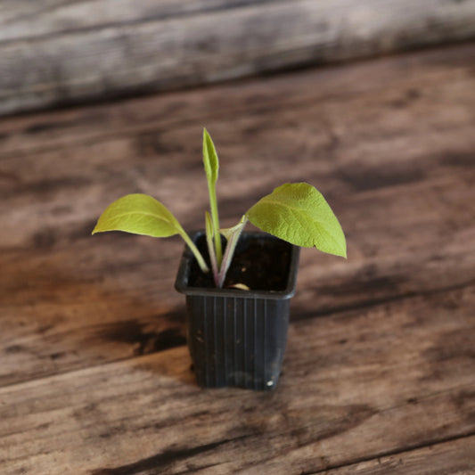 CONSOUDE A GRANDES FLEURS AB - PLANT 