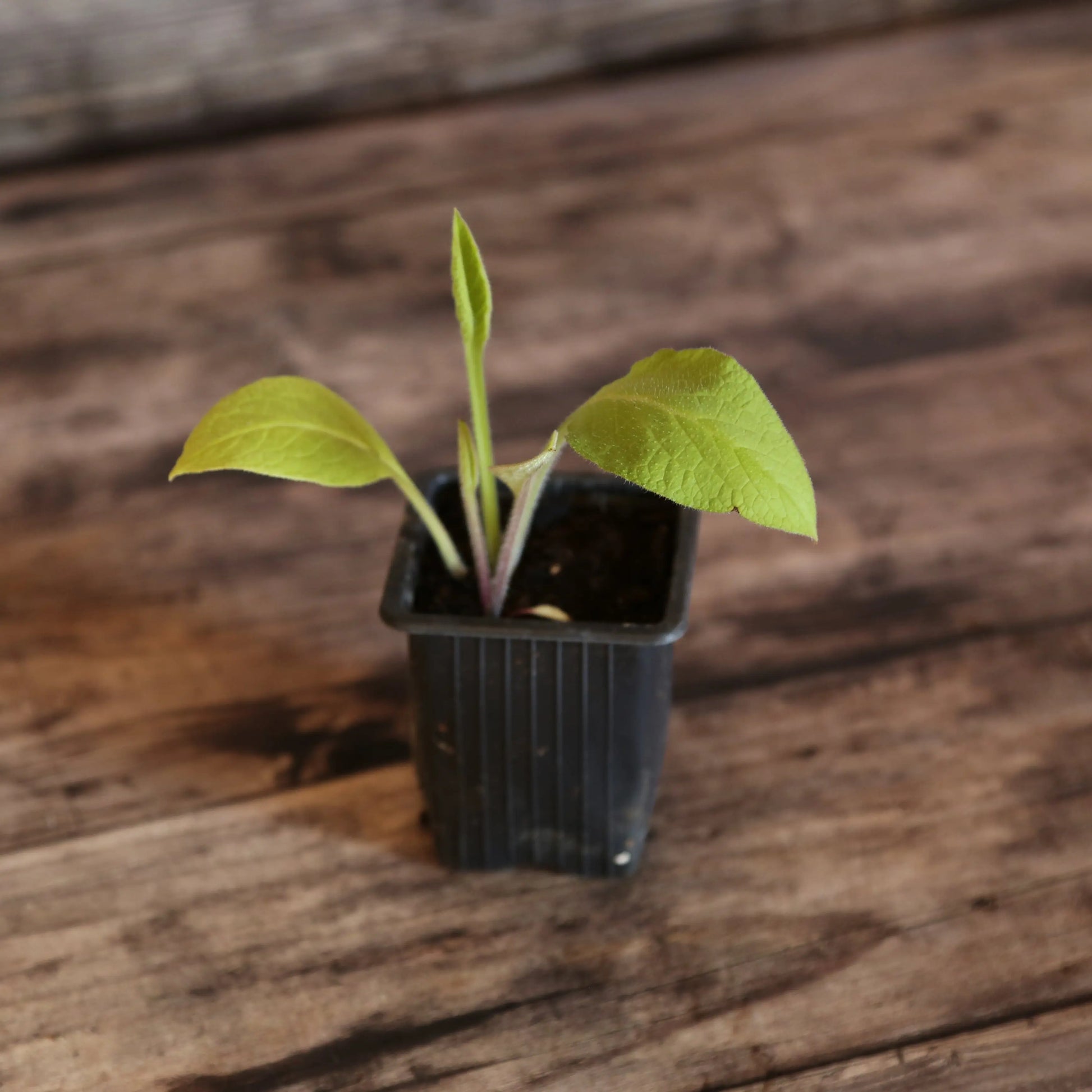 CONSOUDE BOCKING 14 - 1 PLANT 