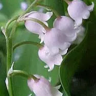 CONVALLARIA MAJALIS ROSEA (MUGUET ROSE) AB 
