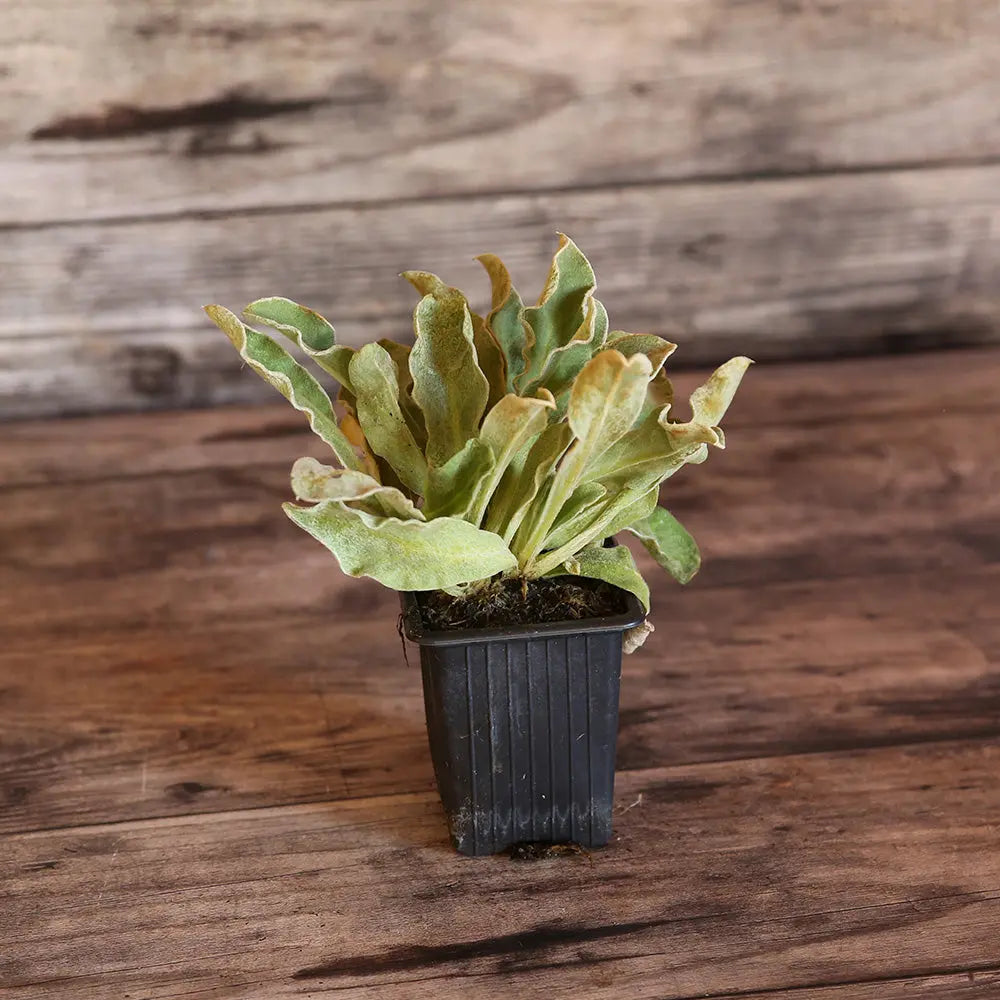 COQUELOURDE DES JARDINS POURPRE AB - PLANT 