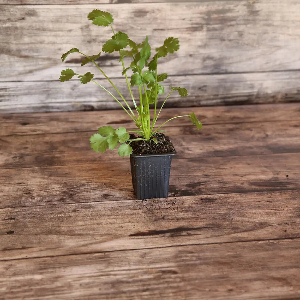 CORIANDRE AB - PLANT 