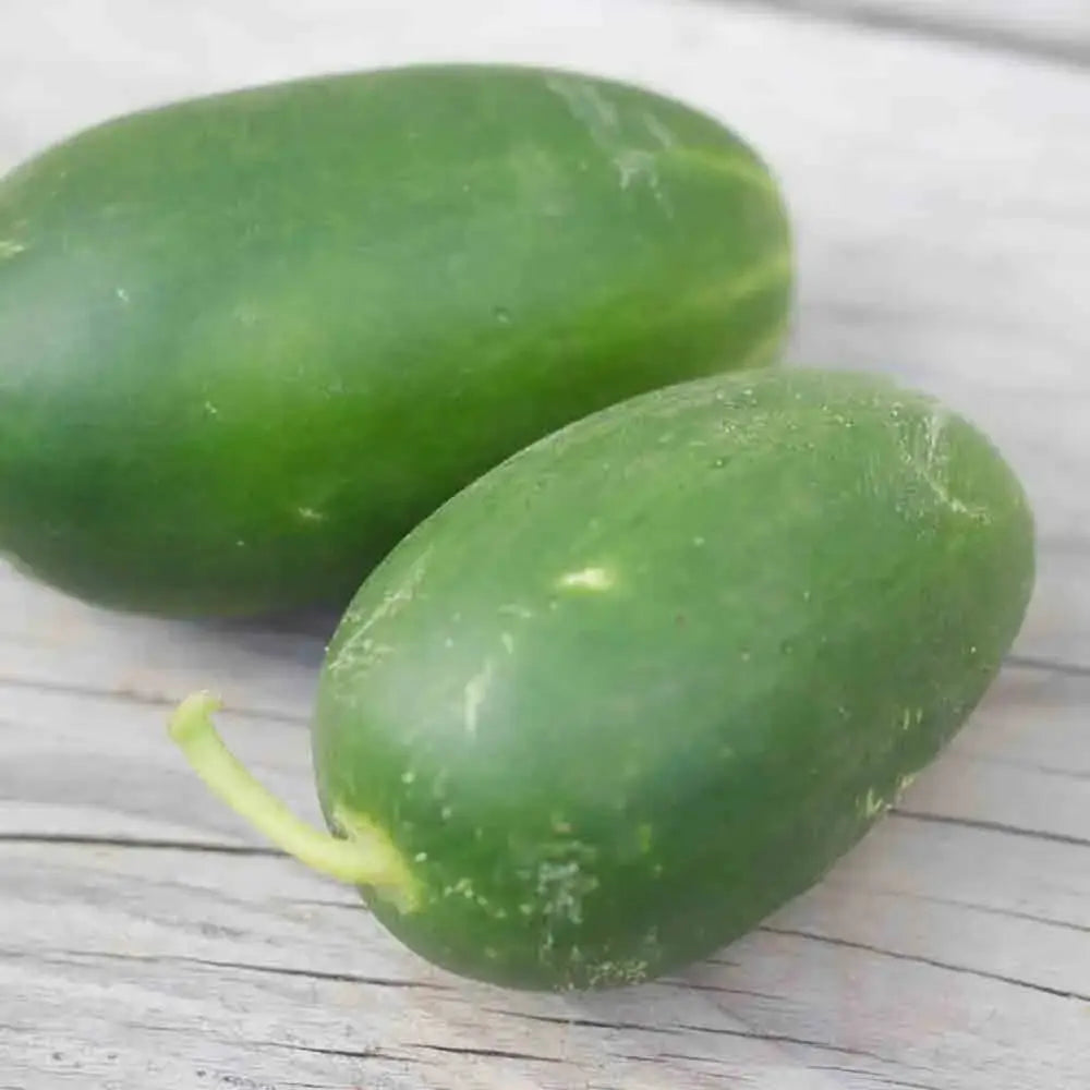 Graines de Cornichon Russe Bio – La Ferme de Sainte Marthe