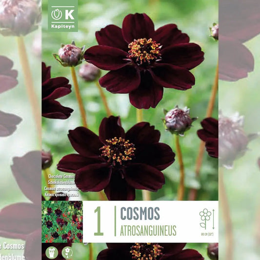 COSMOS ATROSANGUINEUS 
