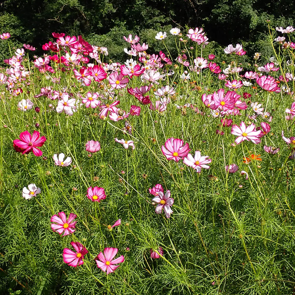COSMOS SENSATION PICOTEE AB 