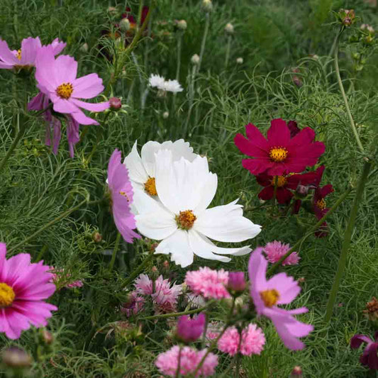 COSMOS SENSATION VARIE AB 