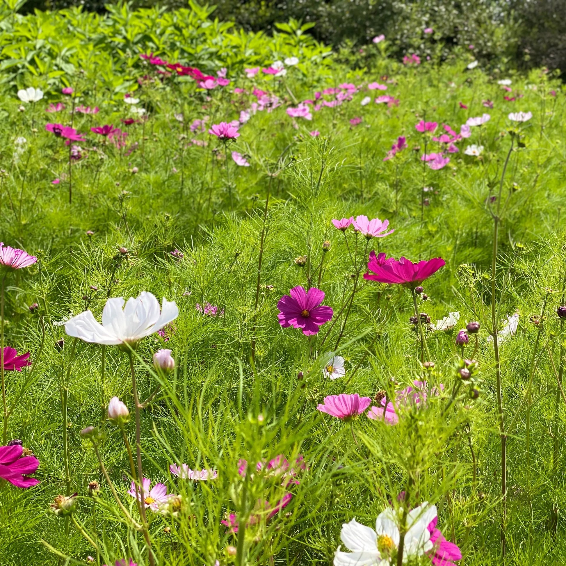 COSMOS SENSATION VARIE AB 