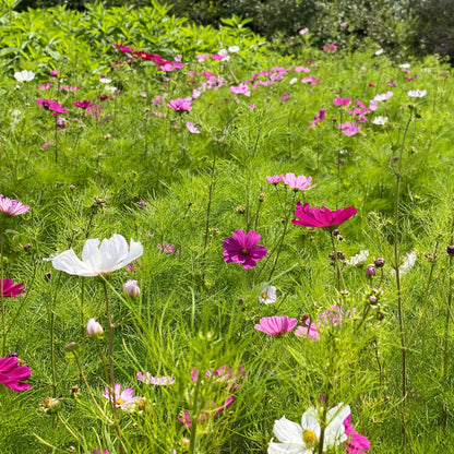 COSMOS SENSATION VARIE AB 