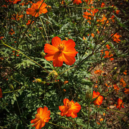 COSMOS SULPHUREUS AB 
