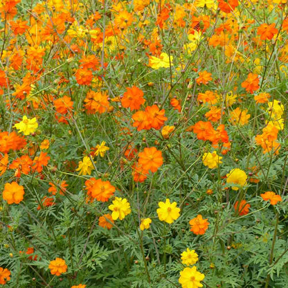 COSMOS SULPHUREUS BRIGHT LIGHTS EN MELANGE AB 