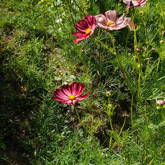 COSMOS VELOUETTE AB 