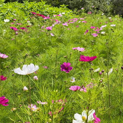 COSMOS SENSATION VARIE AB 