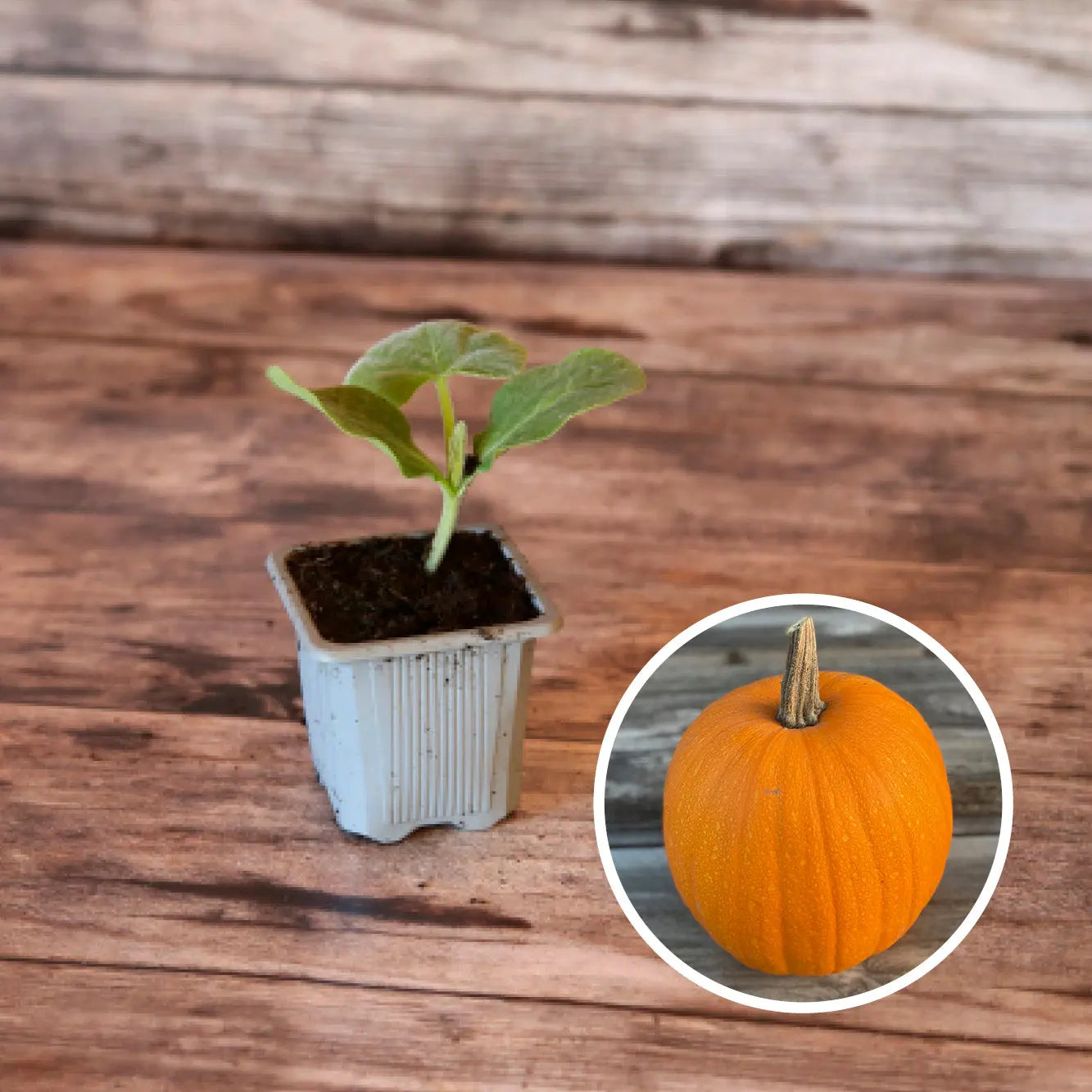 Plant de Courge Jack O Lantern Bio – La Ferme de Sainte Marthe