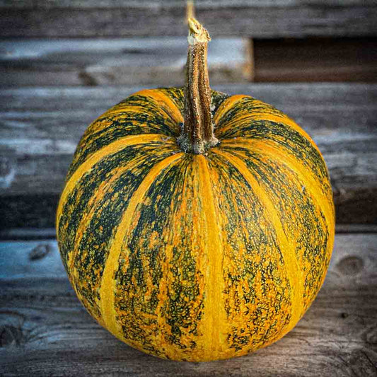 COURGE LADY GODIVA AB 