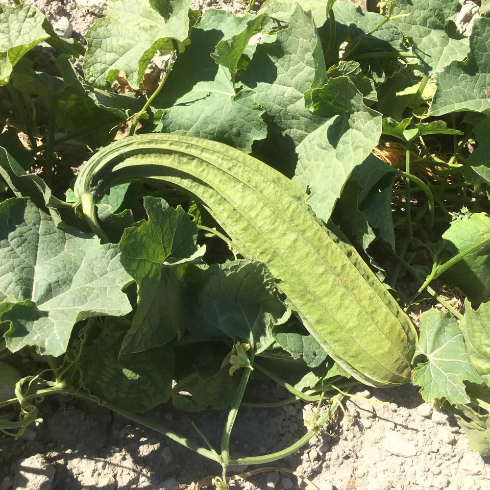Graines de Courge Luffa Angulaire Sweet Beauty Bio – La Ferme de Sainte  Marthe