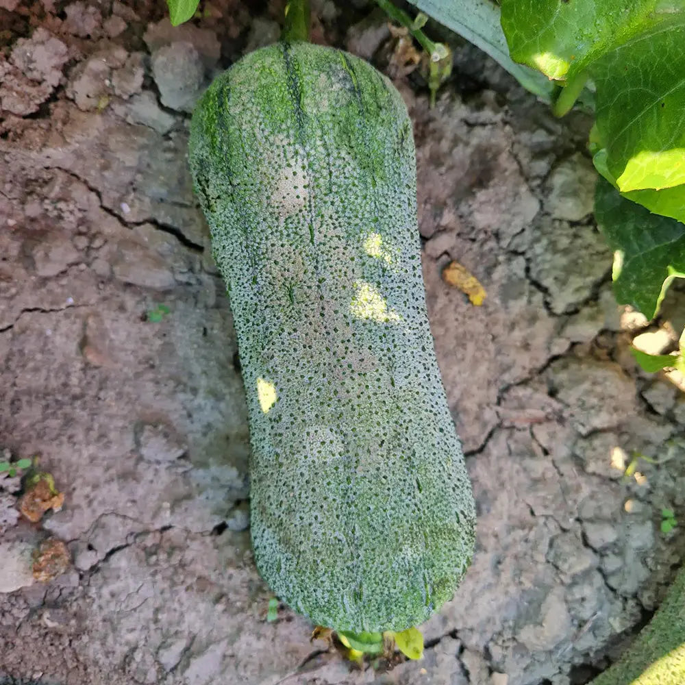 COURGE LUFFA SUPREME AB 