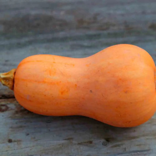 COURGE MUSQUEE BUTTERNUT SONCA ORANGE AB 