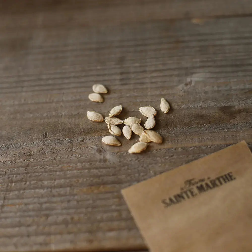 COURGE MUSQUEE BUTTERNUT SONCA ORANGE AB