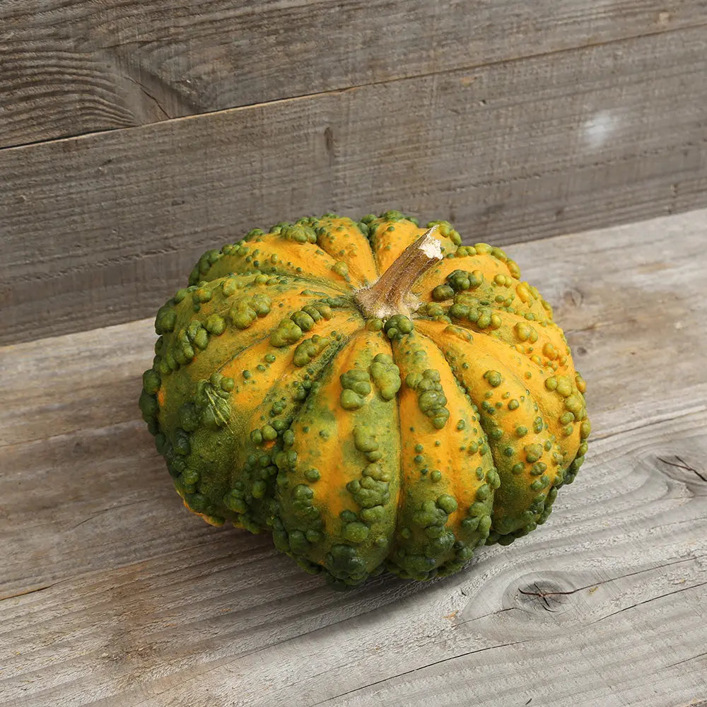 COURGE MUSQUEE GALEUSE DU MAROC AB 