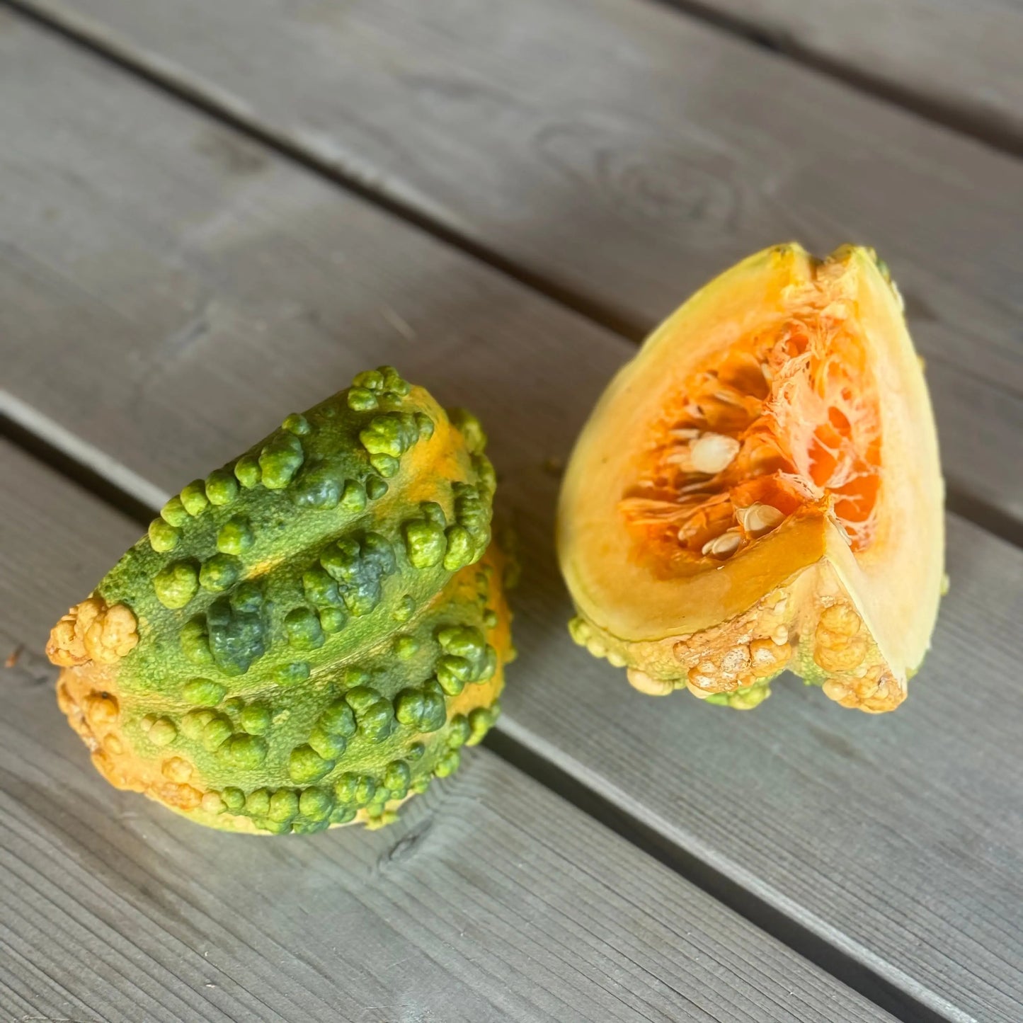 COURGE MUSQUEE GALEUSE DU MAROC AB 