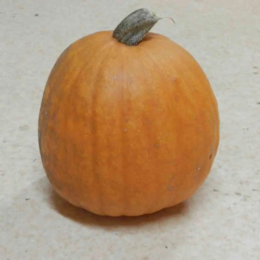 COURGE MUSQUEE NEW ENGLAND PIE AB 
