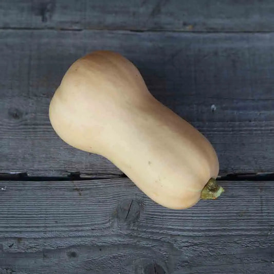 COURGE MUSQUEE NUTTERBUTTER AB 