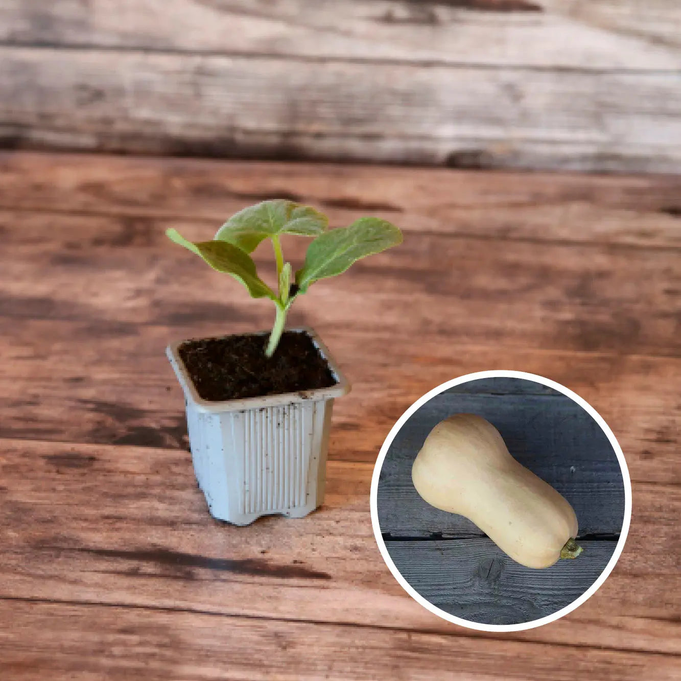 COURGE MUSQUEE NUTTERBUTTER AB - PLANT 