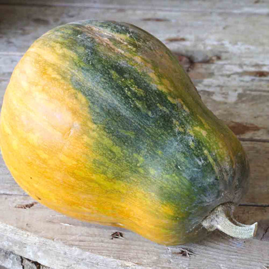 COURGE MUSQUEE SUCRINE DU BERRY AB 