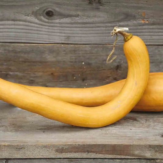 COURGE MUSQUEE TROMBOCINO D'ALBINGA AB 