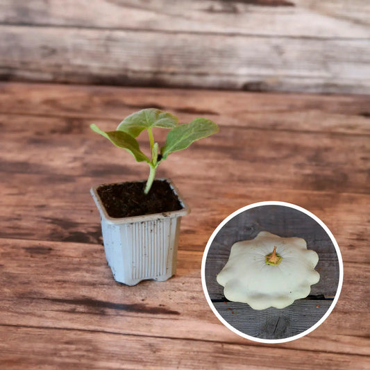 COURGE PATISSON BLANC AB - PLANT 