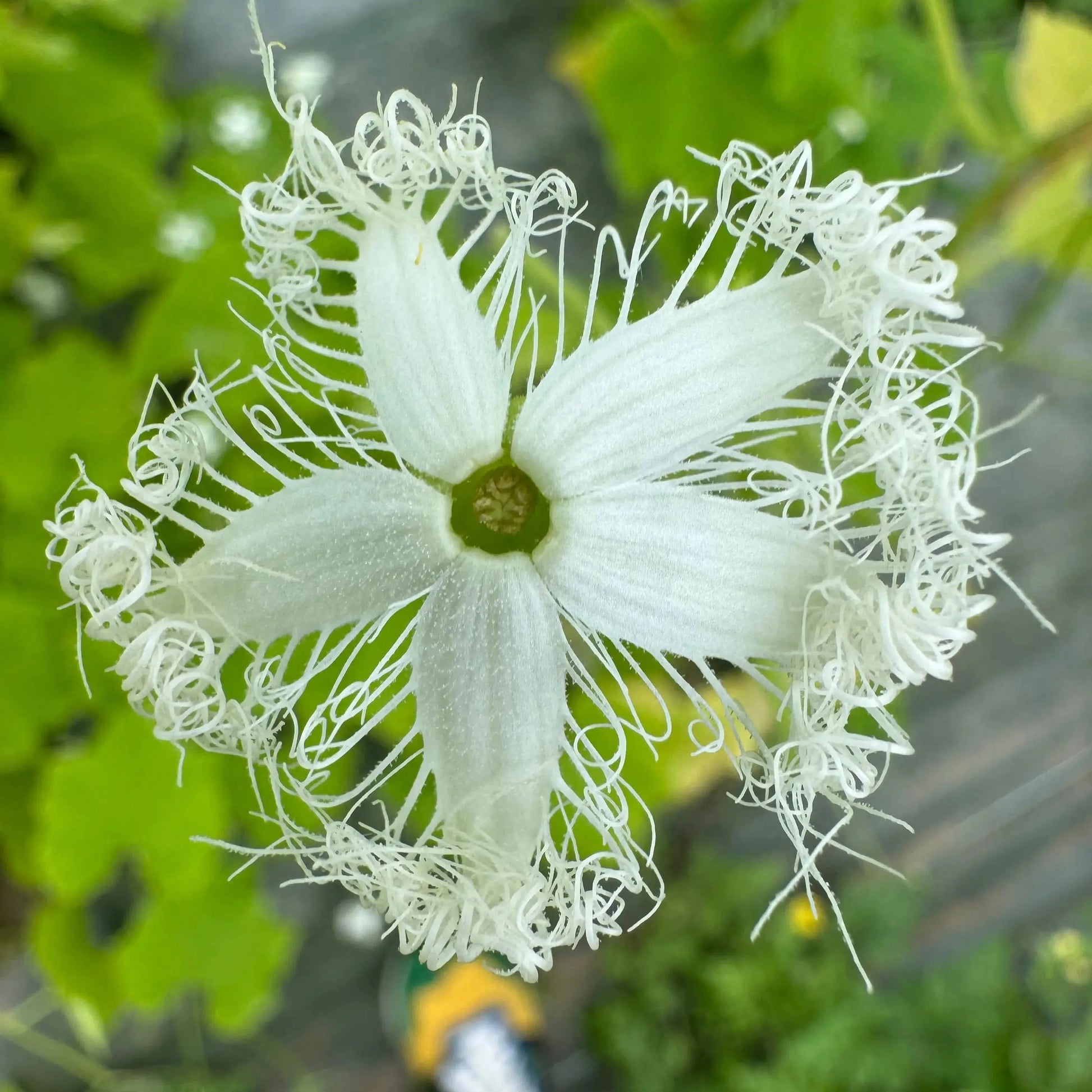 COURGE SERPENT OU FLEURS DENTELLES AB 
