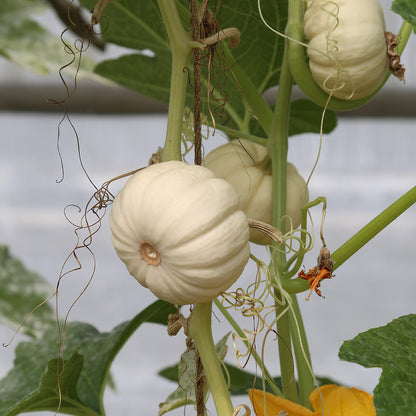 COURGE BABY BOO AB 