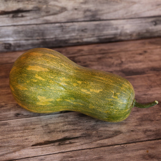 COURGE MUSQUEE SUCRINE DU BERRY AB 
