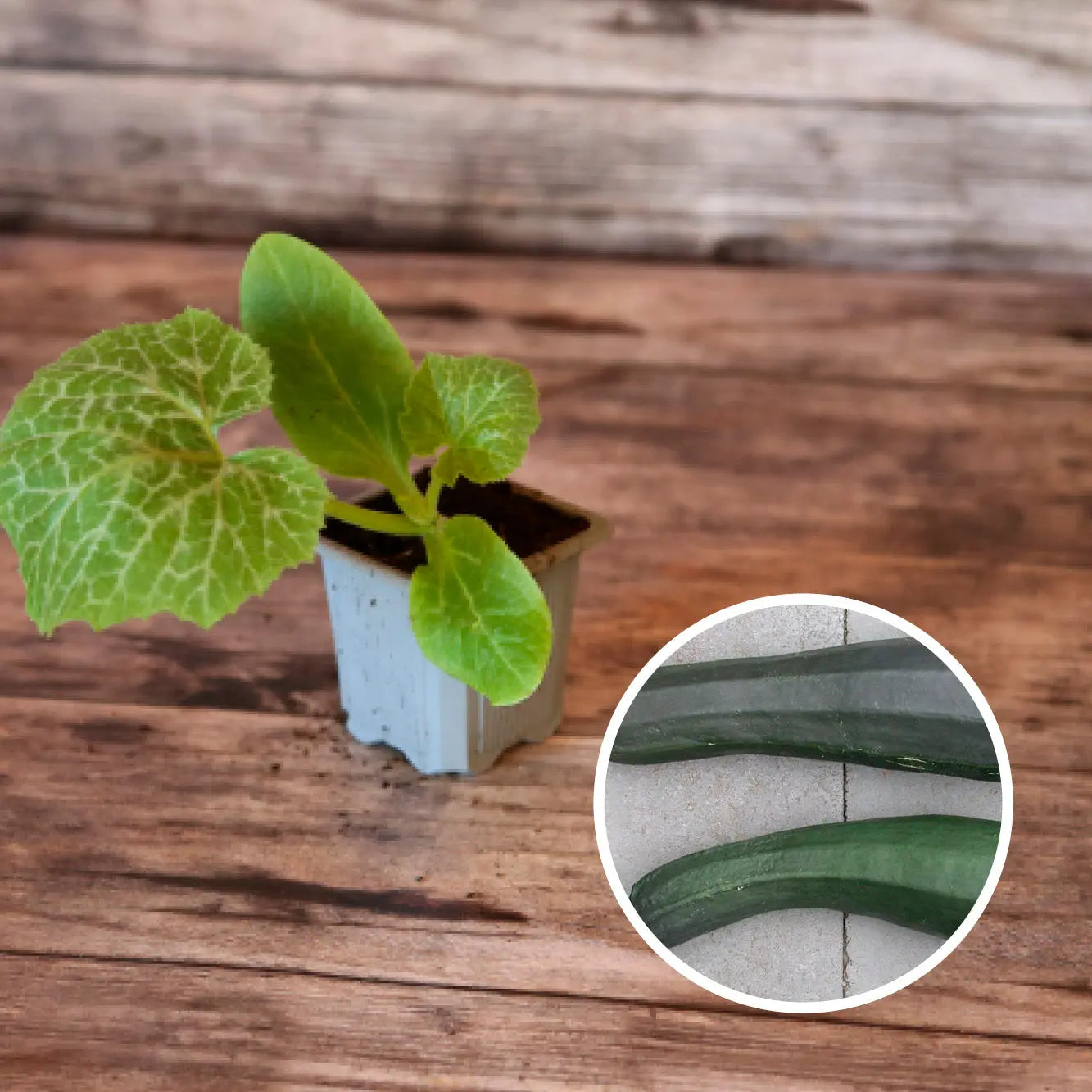 COURGETTE BLACK BEAUTY AB - PLANT 