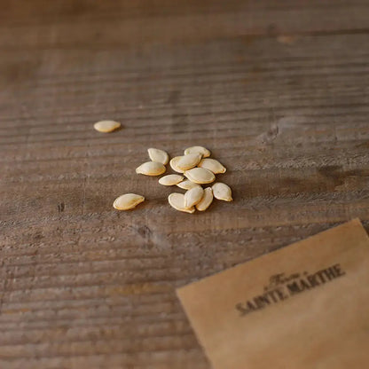 COURGETTE DE NICE A FRUIT ROND  AB