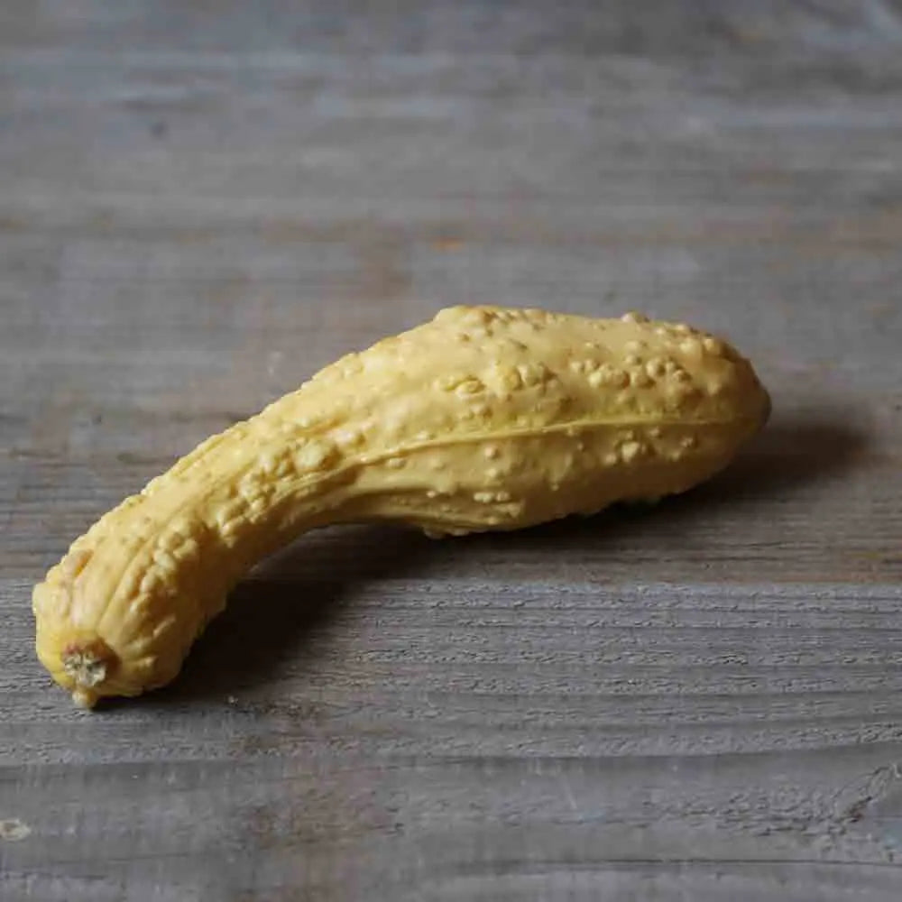 COURGETTE POP-CORN OU RUGOSA FRIULANA AB 