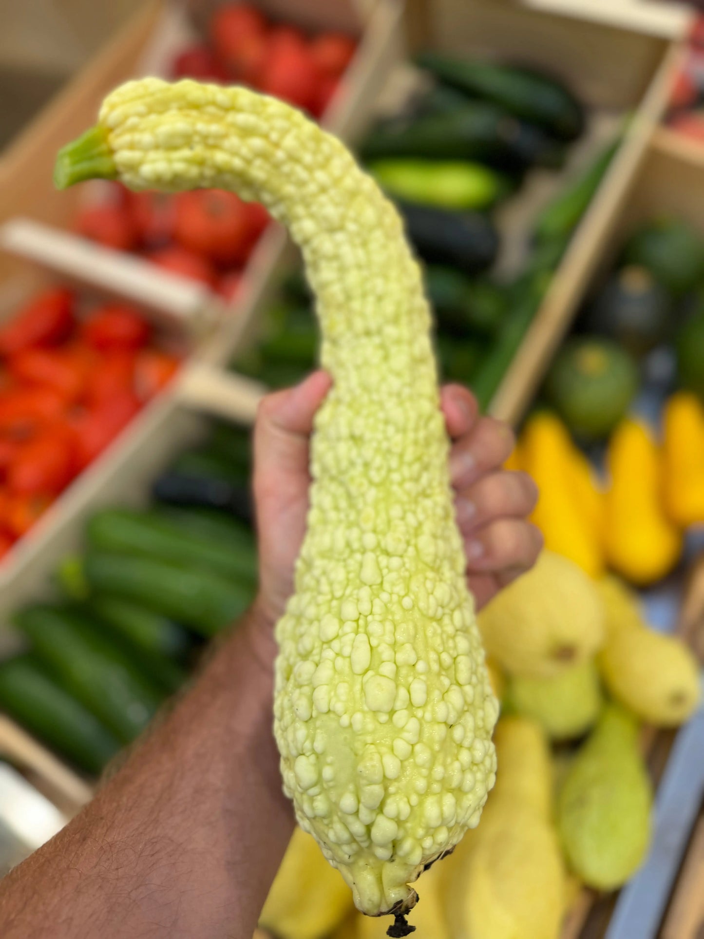 COURGETTE POP-CORN OU RUGOSA FRIULANA AB 