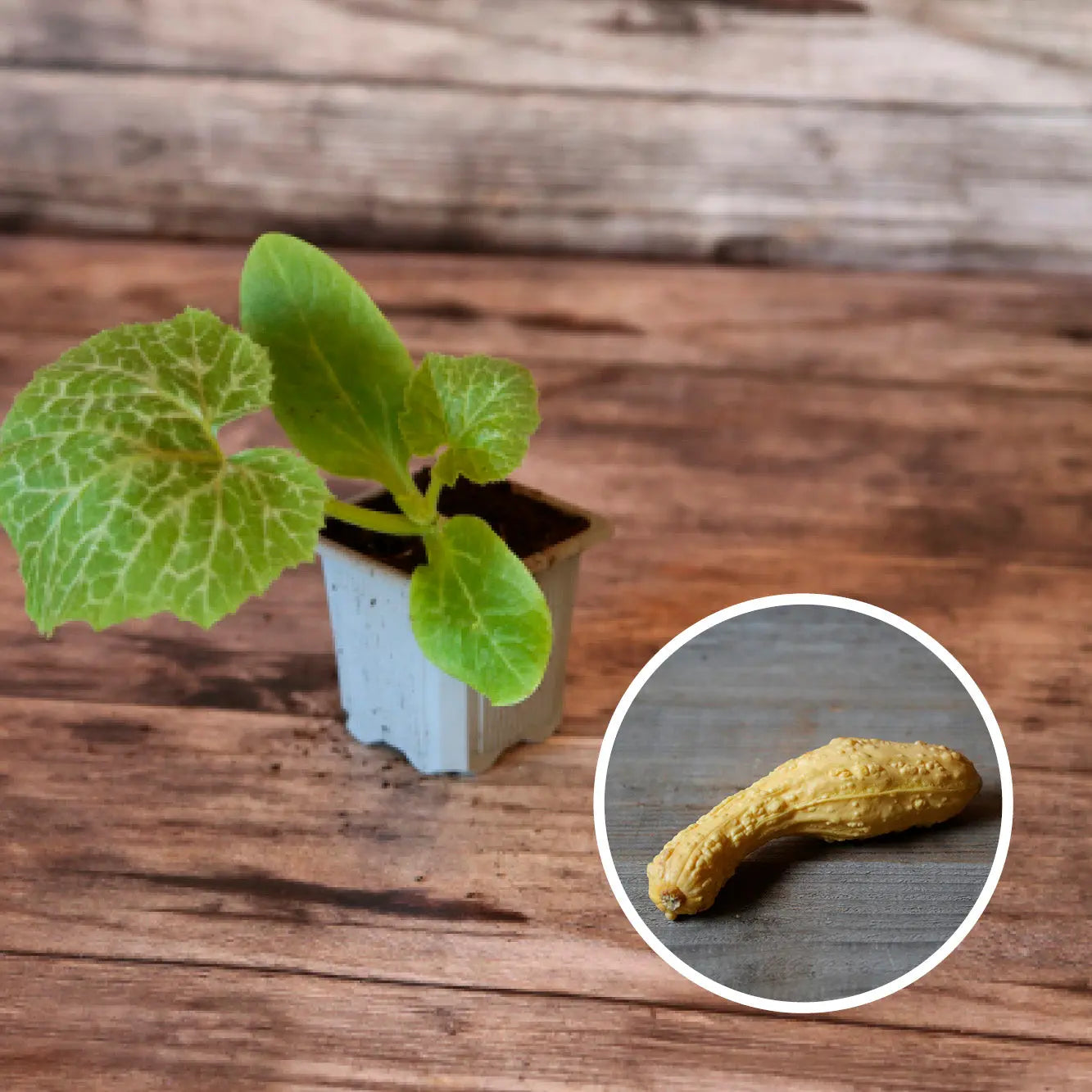 Plant de Courgette Pop Corn Bio  La Ferme de Sainte Marthe