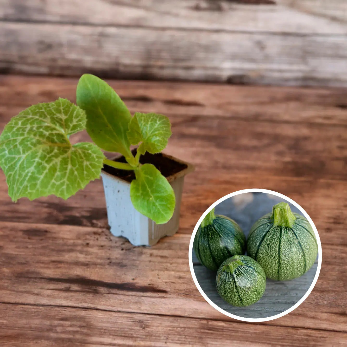 Plant de Courgette Ronde De Nice Bio – La Ferme de Sainte Marthe