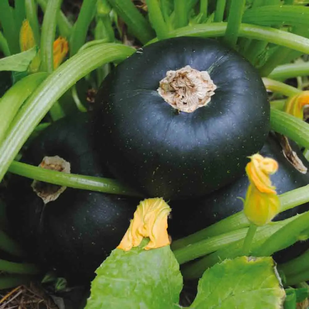 COURGETTE TONDO DI PIACENZA AB 