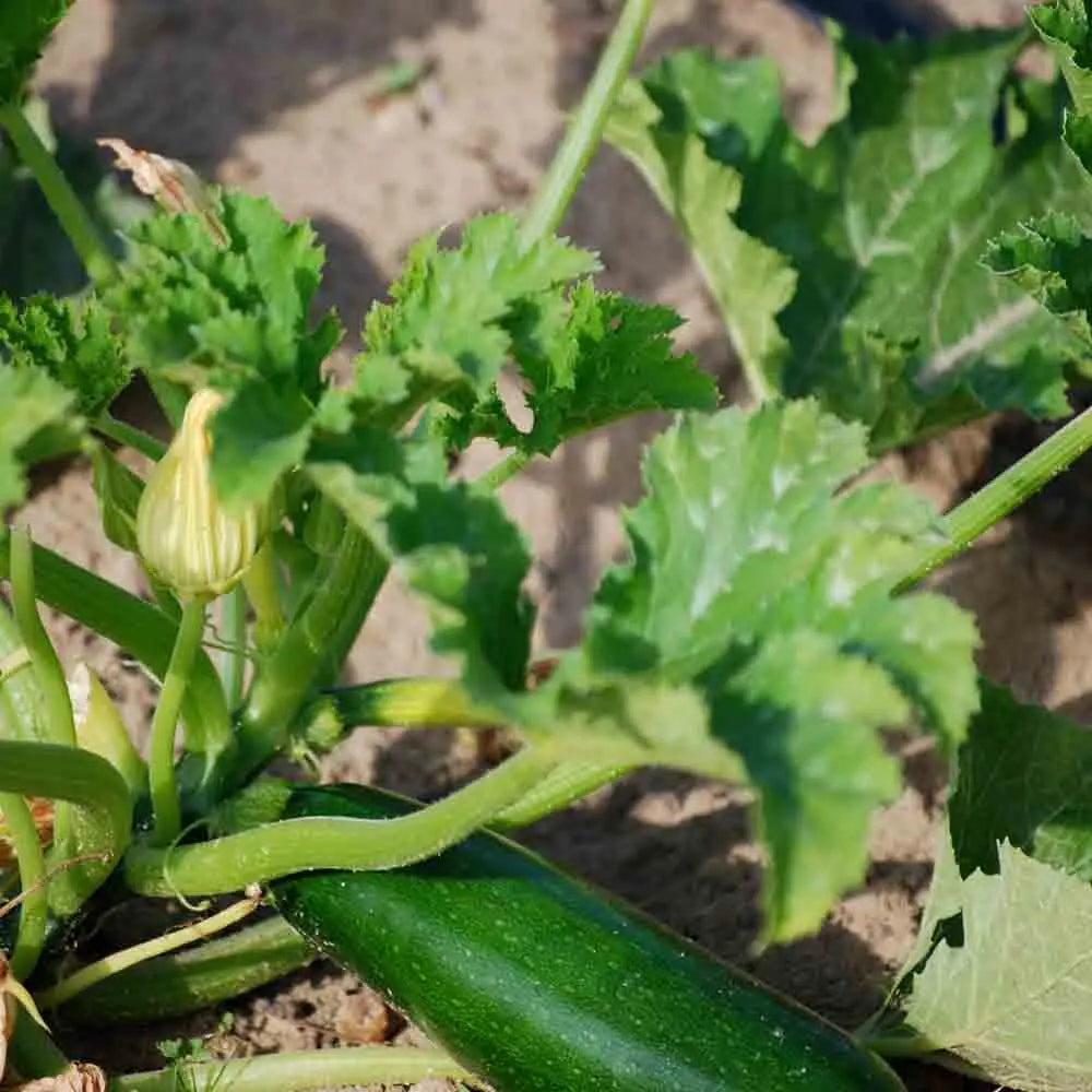 COURGETTE VERTE DE MILAN AB 