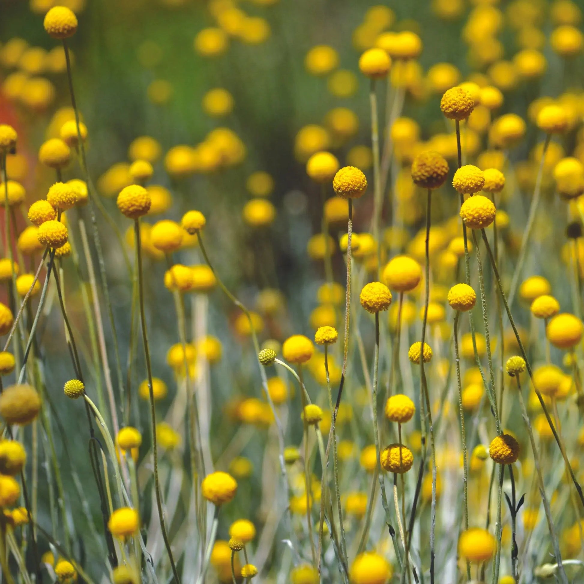 CRASPEDIA BAGUETTE DE TAMBOUR AB 