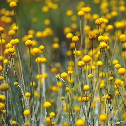 CRASPEDIA BAGUETTE DE TAMBOUR AB 