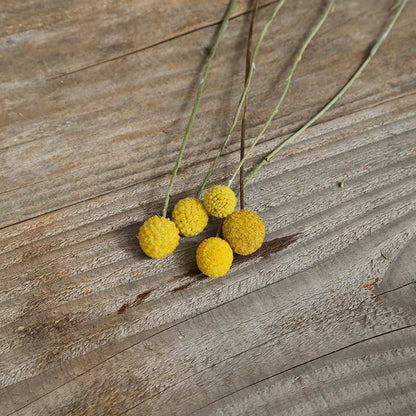 CRASPEDIA BAGUETTE DE TAMBOUR AB 