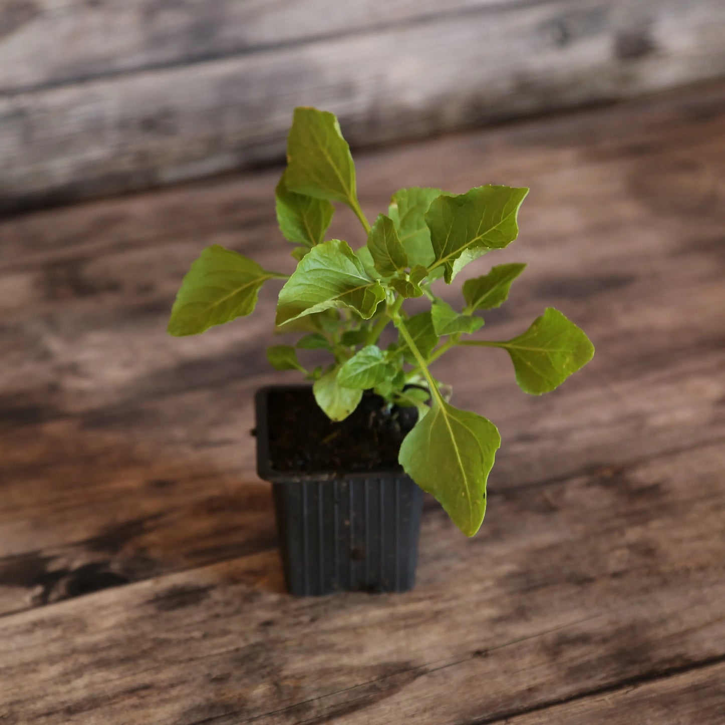 CRESSON DE PARA JAUNE BREDY MAFANA AB - PLANT 