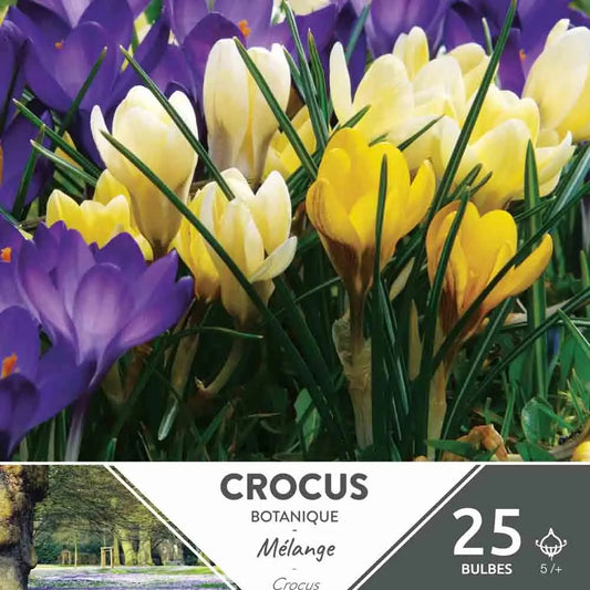 CROCUS C. BOTANISCH EN MÉLANGE AB 