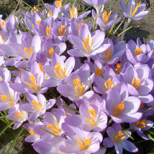 CROCUS C. TOMMASINIANUS 'BARR'S PURPLE' AB 