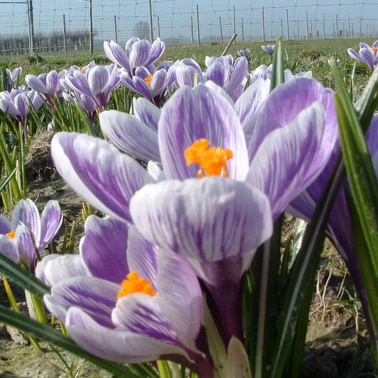 CROCUS C. VERNUS 'KING OF THE STRIPED'  AB 