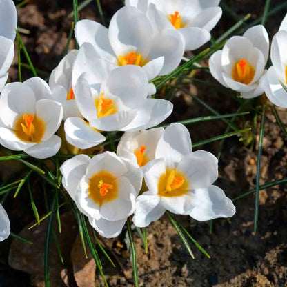 CROCUS CHRYSANTHUS ARD SCHENK 