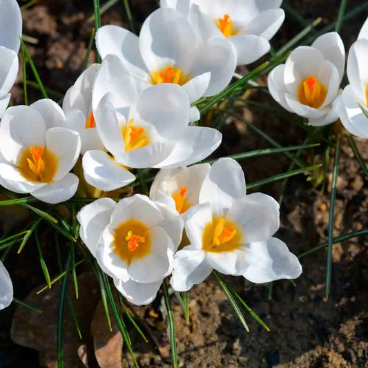 CROCUS CHRYSANTHUS ARD SCHENK 